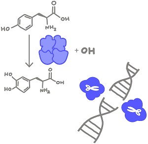 function-of-peptide-bond