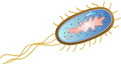 Escherichia coli by togopic