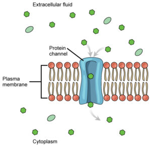 channel proteins passive transport