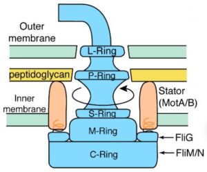 flagella structure