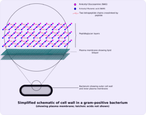 Gram positive cellwall schematic