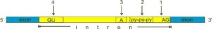 does-splicing-occur-in-prokaryotes