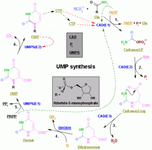 Nucleotides syn2