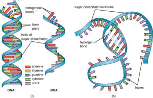 OSC Microbio 10 03 RNAStruct2