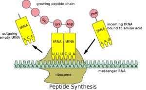 Peptide syn.svg