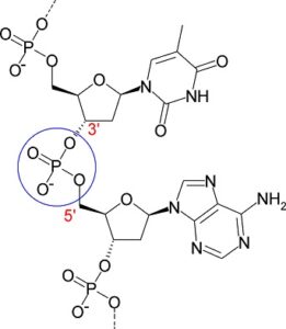 PhosphodiesterBond of DNA