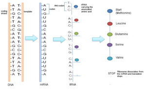 Protein TranscriptionTranslation