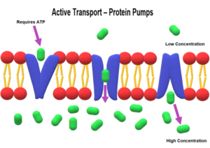 does active transport require energy