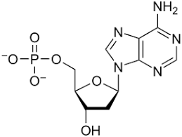 Is adenine A nucleotide
