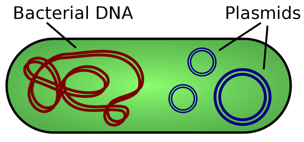 Function of plasmid in bacteria
