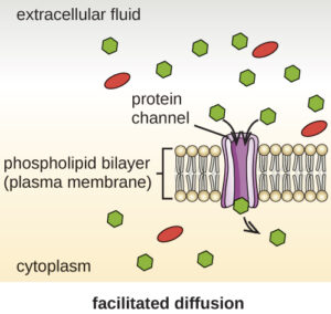 channel proteins facilitated diffusion