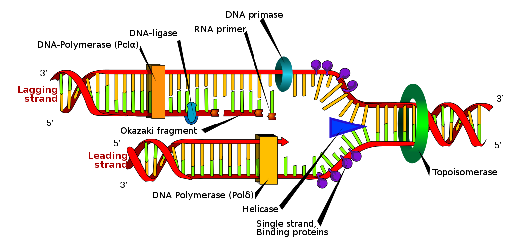 do prokaryotes have dna replication
