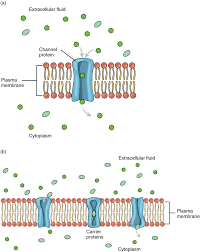 channel-protein-transport