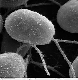 function of flagella
