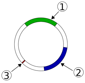 what is plasmid dna in bacteria
