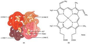 hemoglobin