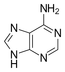 adenine function in rna
