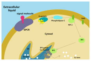 cytosol function,cytosol structure