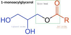 peptide bond vs ester bond