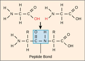 peptide bond in dna 1