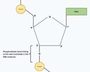 phosphodiester bond new