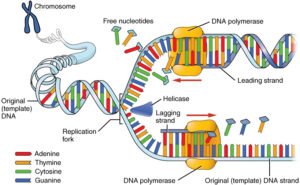 Semiconservative DNA Replication Process