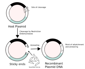 1024px Recombinant formation of plasmids.svg