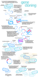 800px Gene cloning.svg 1