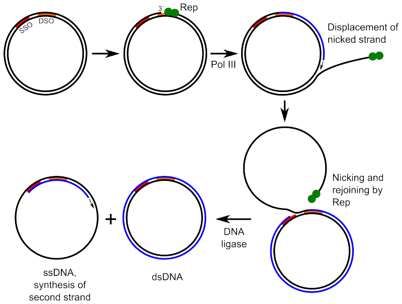 "dna replication steps
dna replication process"