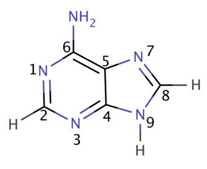 Purine Examples