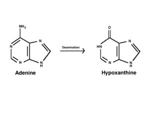 Adenine to Hypoxanthine