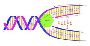 Biological information flow in central dogma of molecular biology