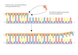 DNA Replication from 3 to 5 prime 13061371753 1