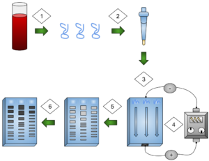 Gel Electrophoresis in DNA Fingerprinting.svg