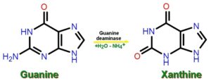 Guanine xanthine