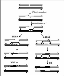 dna-splicing-types