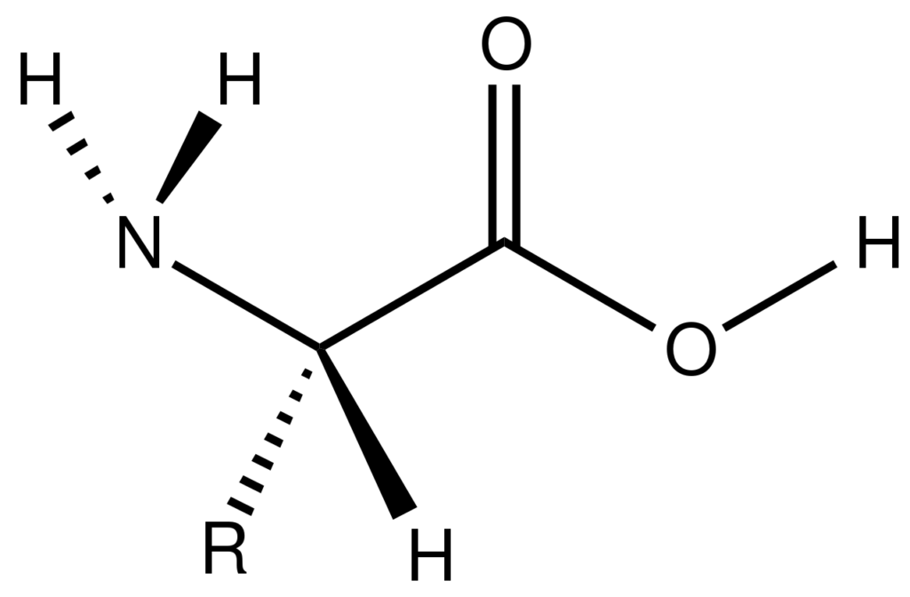 L amino acid structure.svg