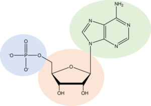 Nucleotide 1