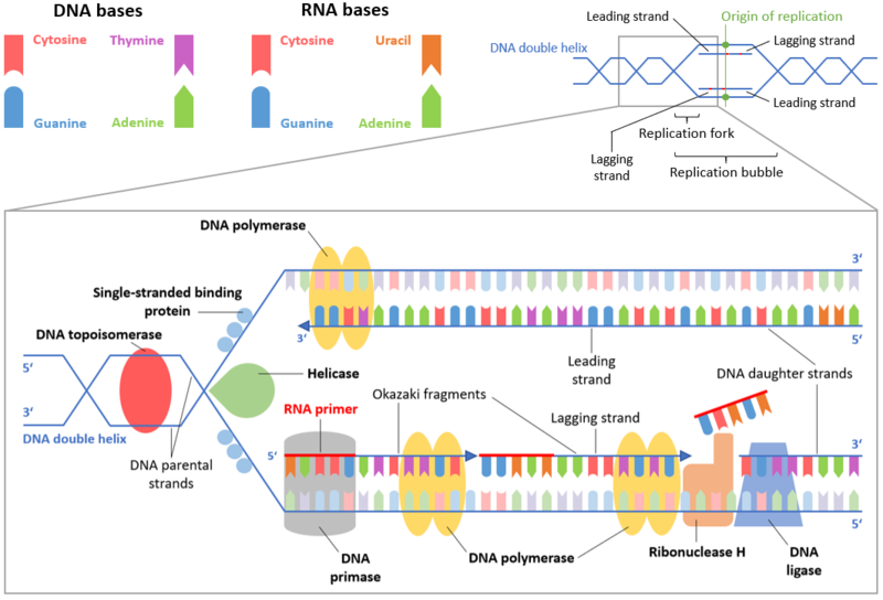 dna replication steps
dna replication process