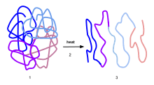 protein denaturation examples
