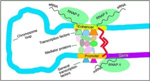 dna transcription enzyme
