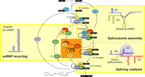 Spliceosome Function