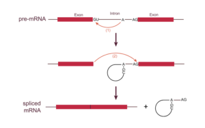 RNA splicing function