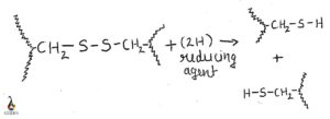 disulfide reduction