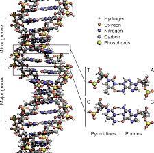 dna replication vs polymerase
