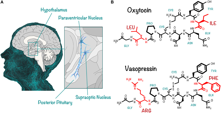 lambda peptide