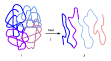 Protein denaturation temperature

