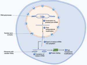 1024px Summary of the protein biosynthesis process