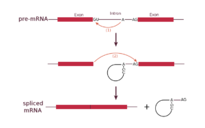 protein-synthesis-process