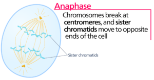 1920px Anaphase.svg